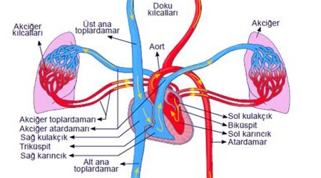 Dolaşım Sistemi Sağlığını Korumak İçin İpuçları